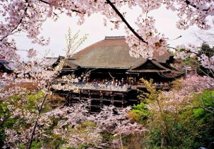 Du lịch Nhật Bản mùa hoa anh đào 2018