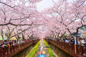 Chương trình mùa hoa anh đào Seoul - Everland - Yeouido - Nami