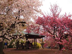 Du lịch Nhật Bản: HÀ NỘI – TOKYO – NÚI PHÚ SỸ - YOKOHAMA - ODAIBA