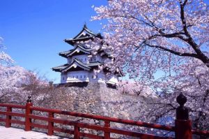 Combo du lịch Nhật Bản mùa hoa anh đào 2017