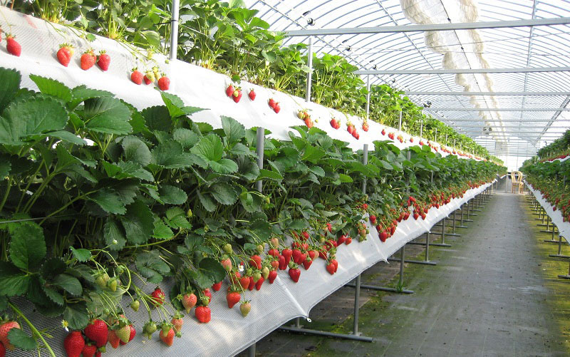 5 ĐIỀU CHỈ CÓ Ở “PARIS THU NHỎ” CỦA VIỆT NAM